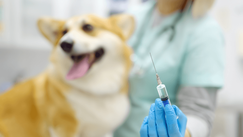 Canine Infectious Hepatitis