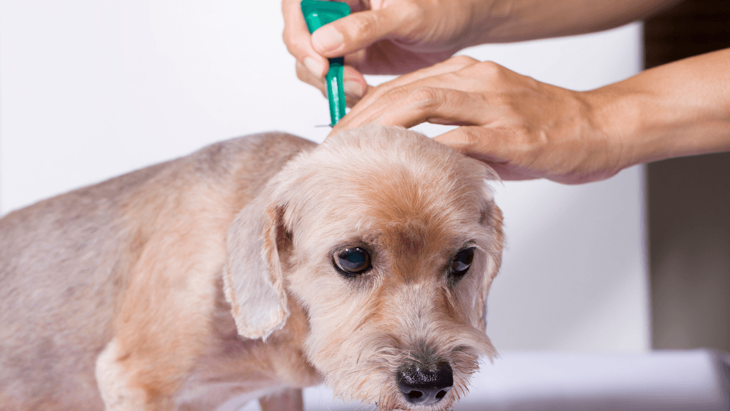 Canine Obesity Prevention