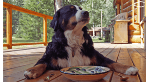 Canine Urinary Tract Infections