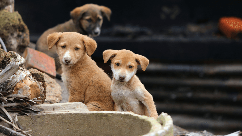 Causes and Warnings of Dehydration in Dogs