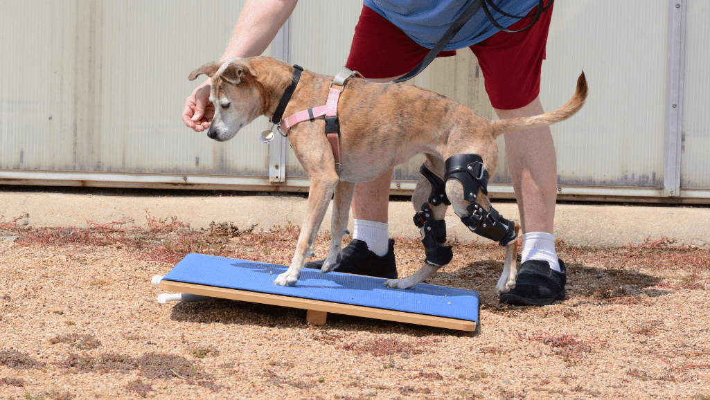 Choosing the Right Dog ACL Brace
