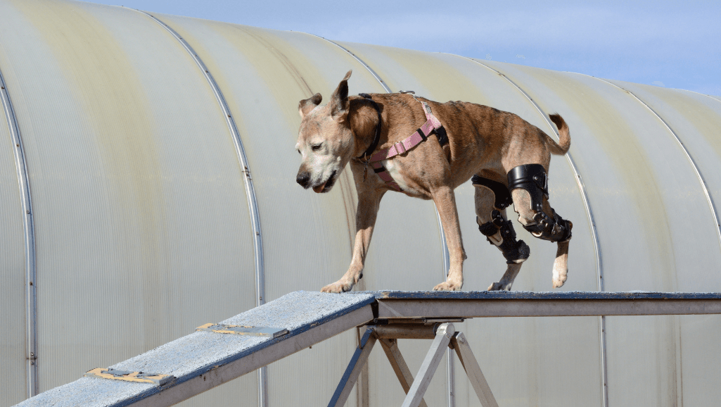 Custom-made dog ACL brace