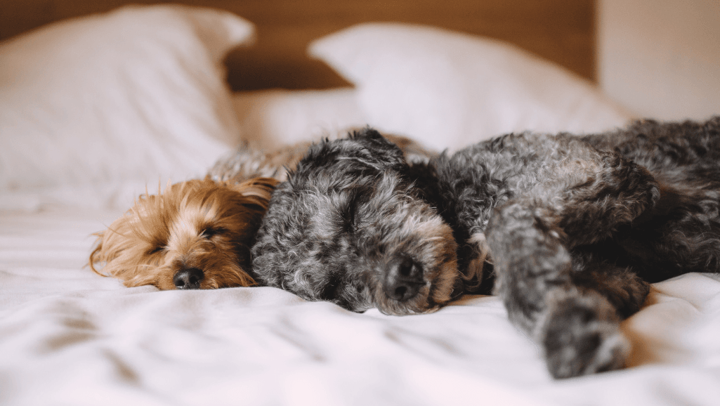 Diabetes Complications in Dogs