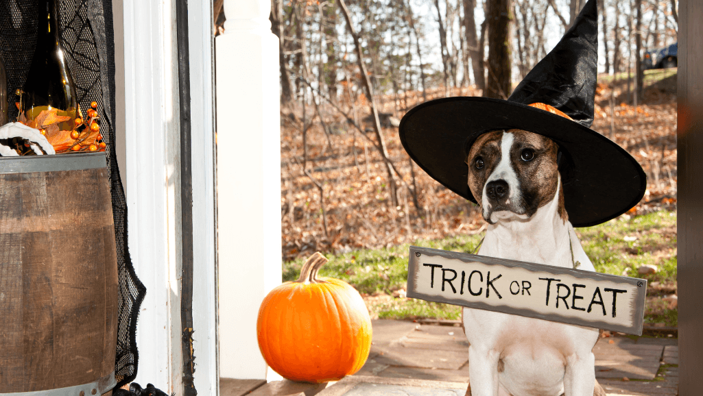Diagnosing and Treating Seizures in Dogs