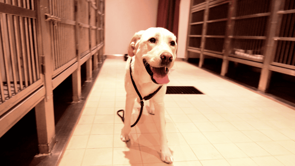 Diagnostic testing for kennel cough