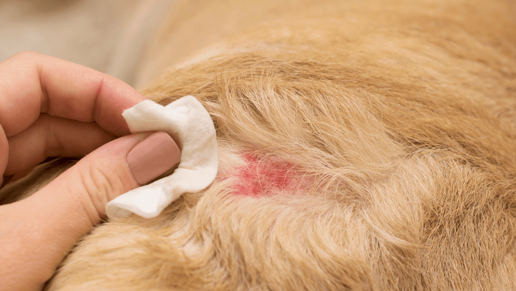 Dog Allergy Medications and Supplements
