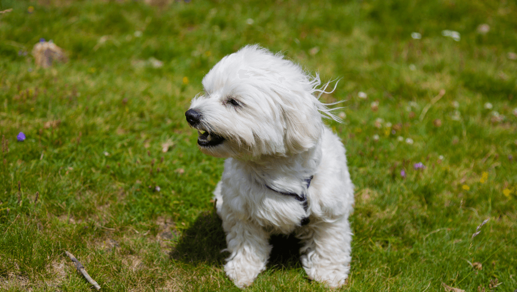 Dog Breathing Problems