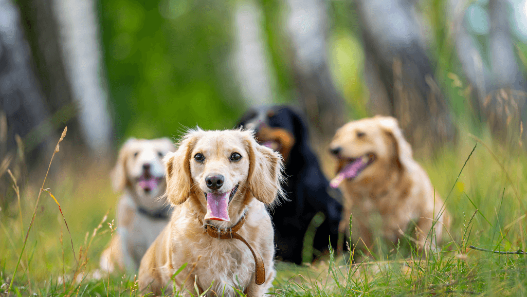 Dog Breeds Prone to Seizures