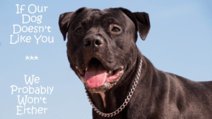 Dog Cancer Warning Signs