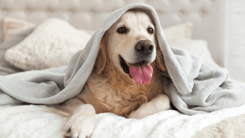 Dog Cold Weather Care