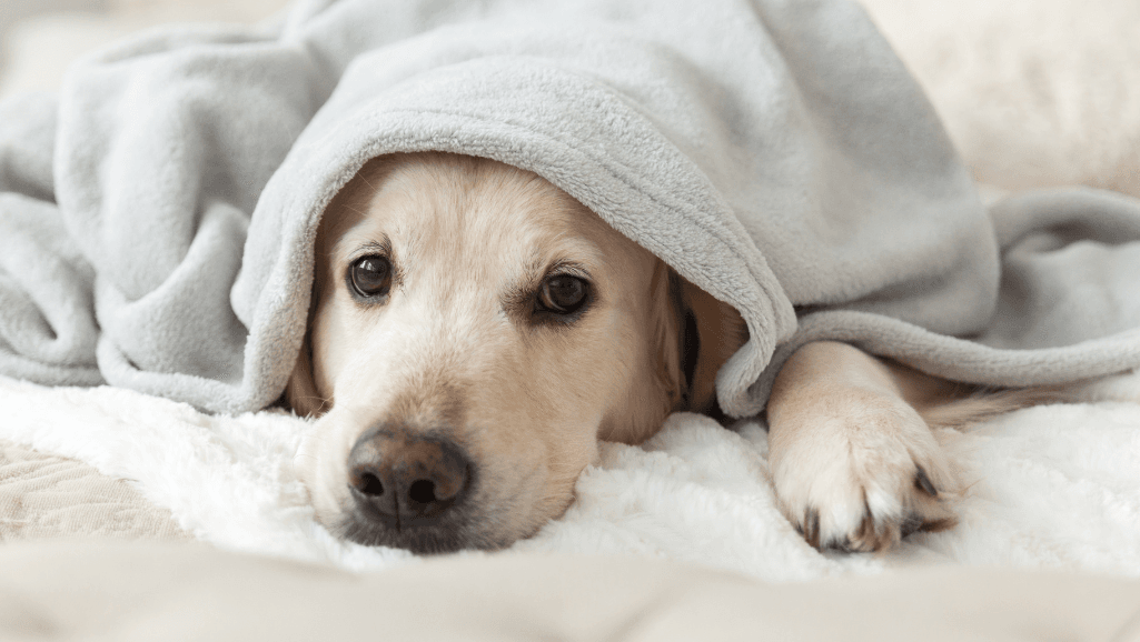 Caring for Dogs in Cold Weather: Health Tips 1 Dog Cold Weather Illnesses