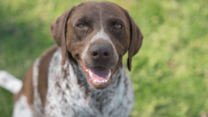 Dog Conjunctivitis (Pink Eye)