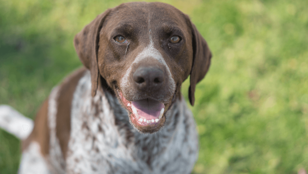 Dog Conjunctivitis (Pink Eye)