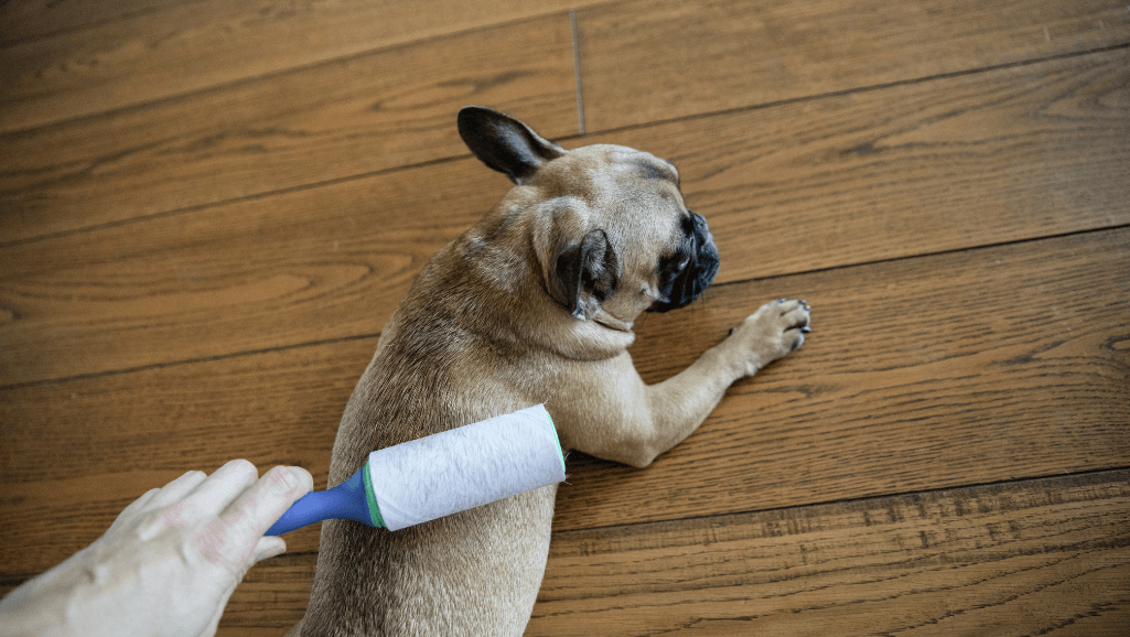 Solutions for Dog Dehydration: Keeping Your Pet Hydrated 1 Dog Dehydration Solutions