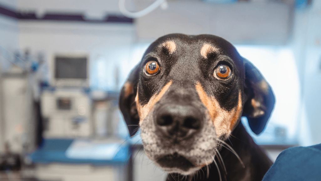 Dog Eye Care