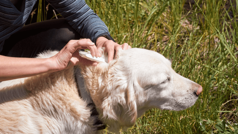 Effective Dog Flea and Tick Control Methods 1 Dog Flea and Tick Control