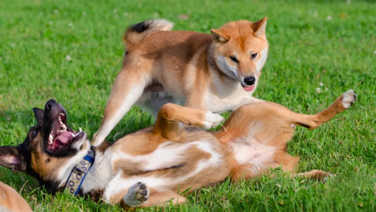 Tips for Preventing Dog Overheating 84 Dog Overheating Prevention