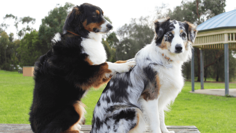 Dog Parvovirus Treatment: What Owners Need to Know 55 Dog Parvovirus Treatment