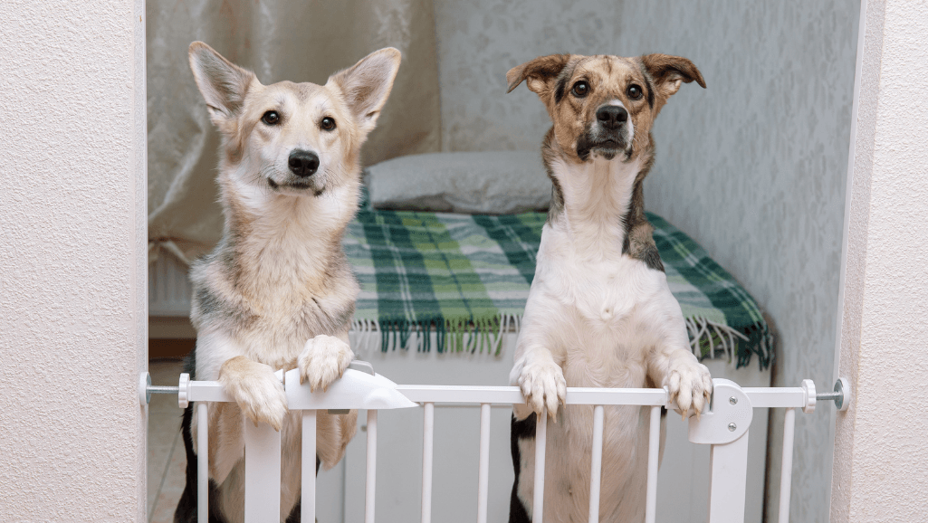 Dog Safety Tips