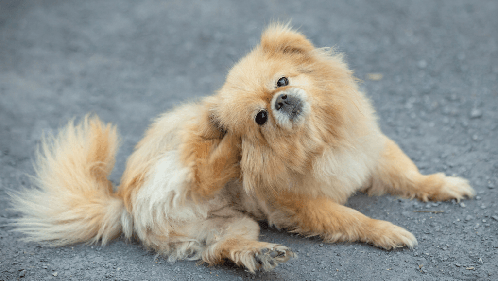 Dog Skin Wellness
