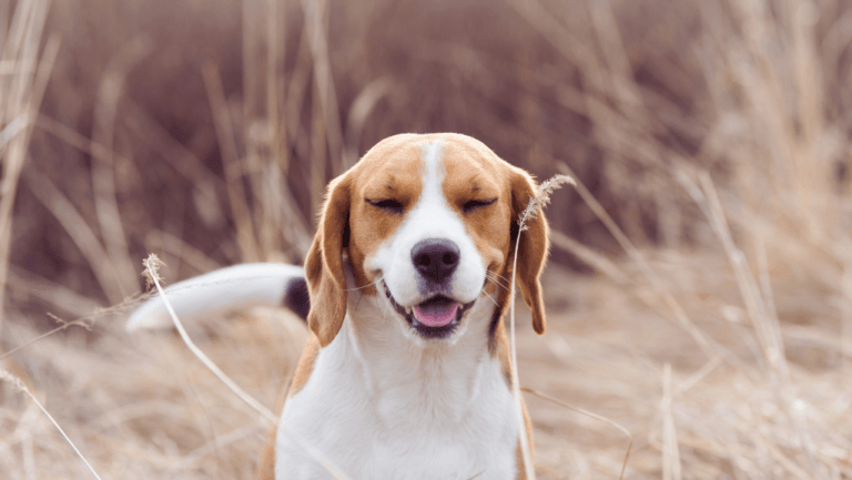 Recognizing and Responding to Dog Stroke Symptoms 53 Dog Stroke Symptoms