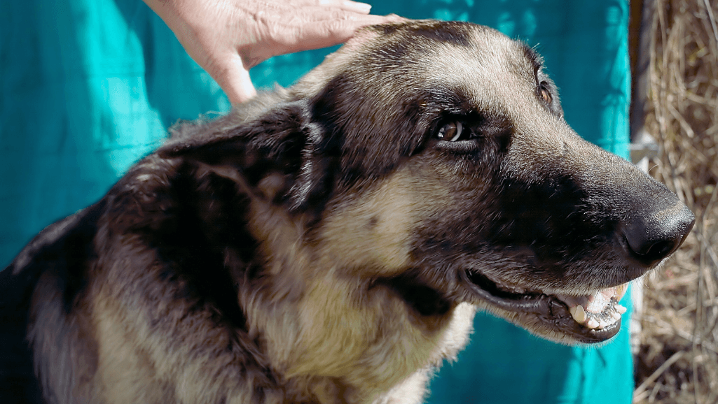 Dog stroke prognosis image