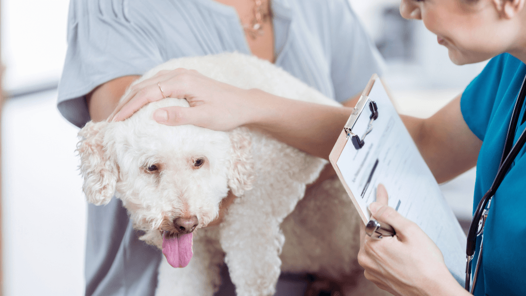 Dog stroke treatment