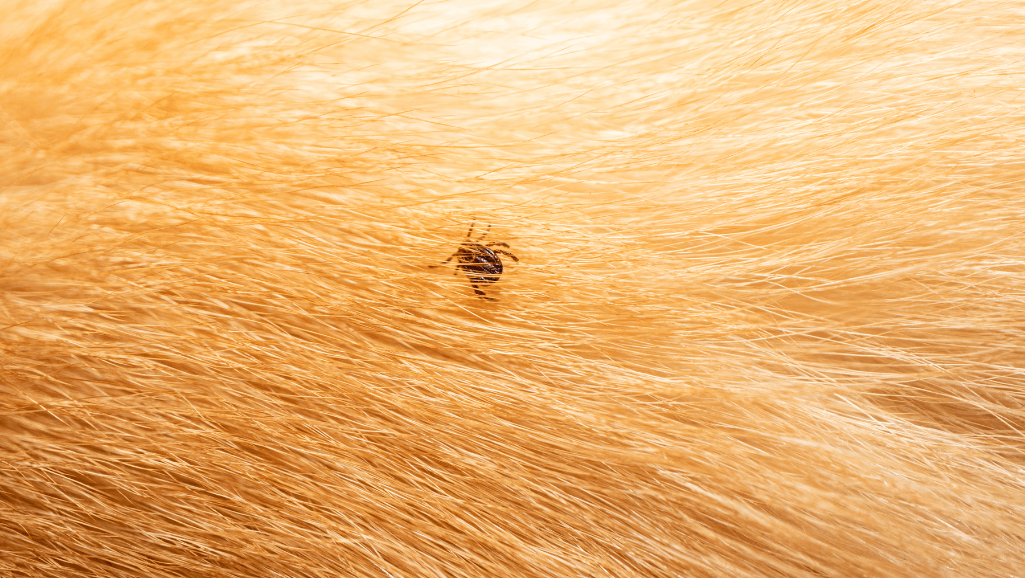 Dogs as Sentinels