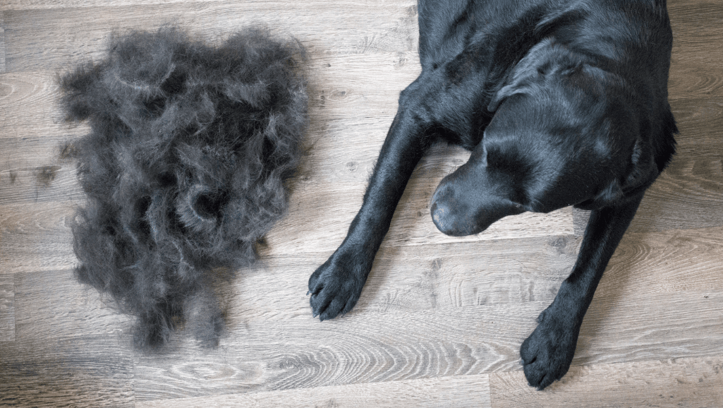 Environmental Factors and Shedding