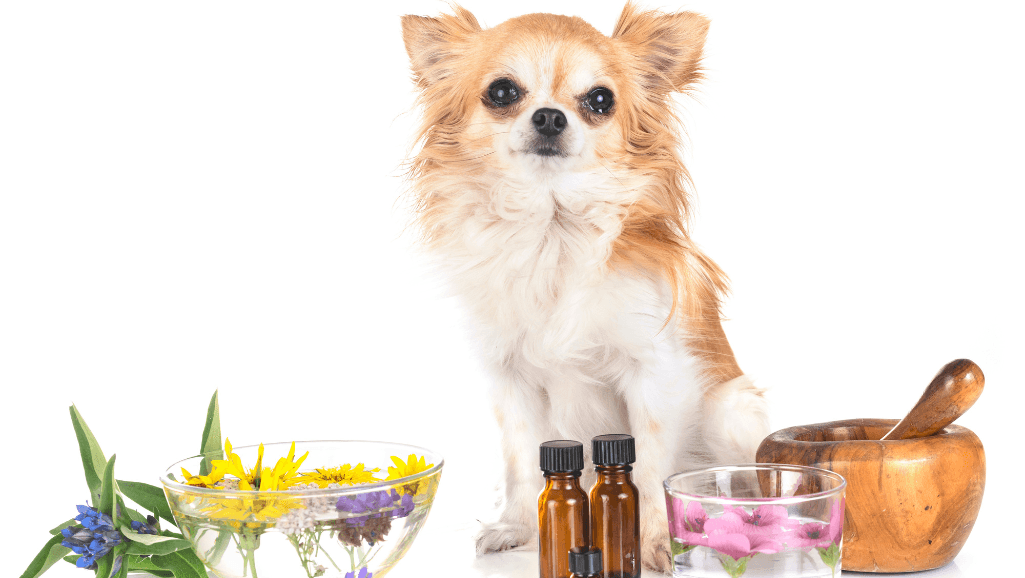 Essential nutrients for senior dogs