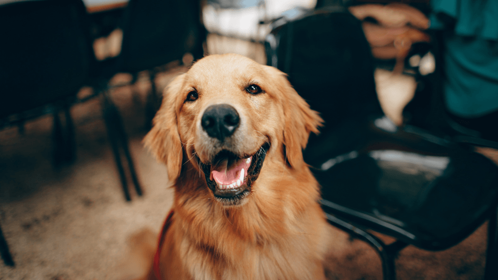 Healthy Dog with Shiny Coat