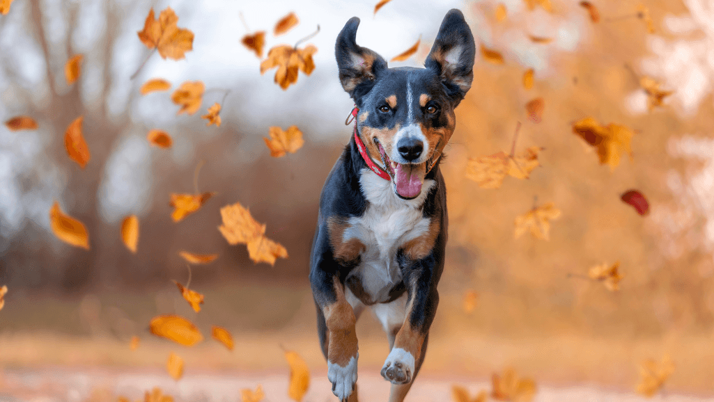 Hepatitis in Dogs