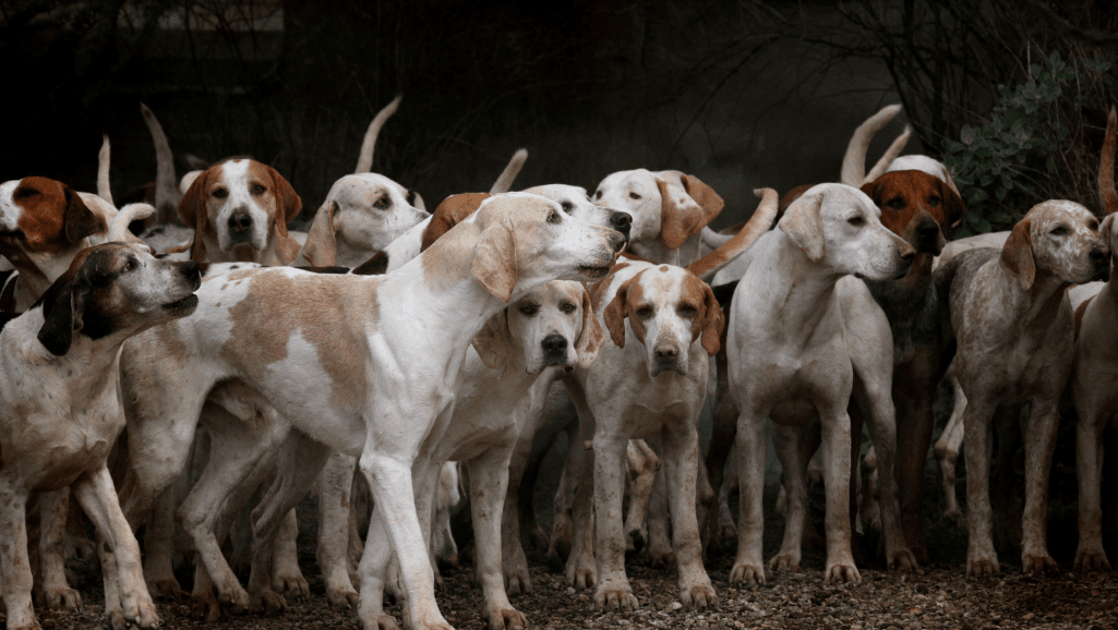 Herding Dogs with the MDR1 Gene