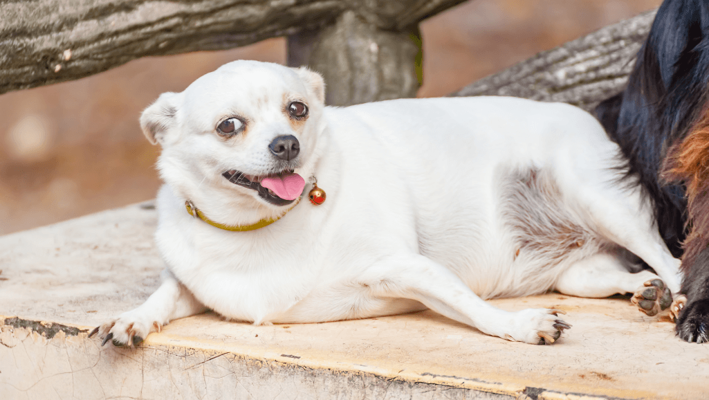 High-Fat Diet and Pancreatitis in Dogs