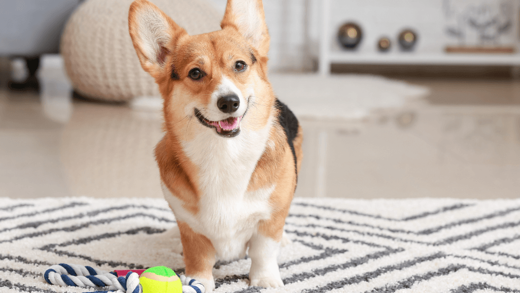 Home Care for Dogs with IVDD