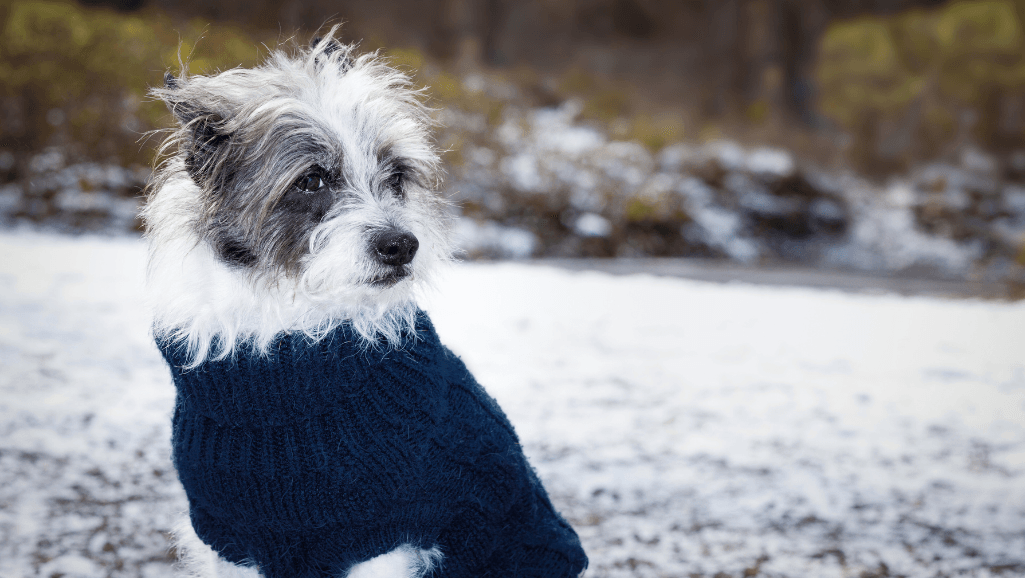 Hypothermia Symptoms in Dogs