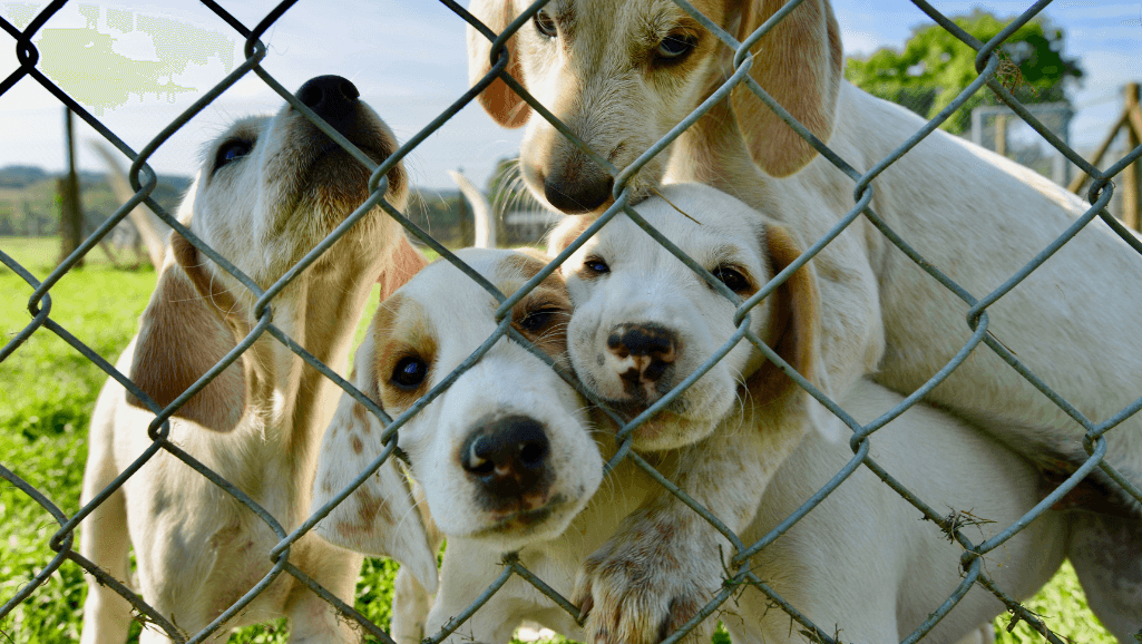 Impact of Kennel Cough Symptoms