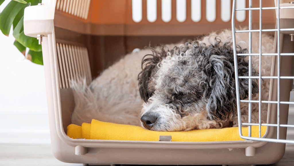Kennel Cough Prevention