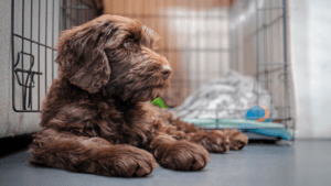 Kennel Cough in Dogs