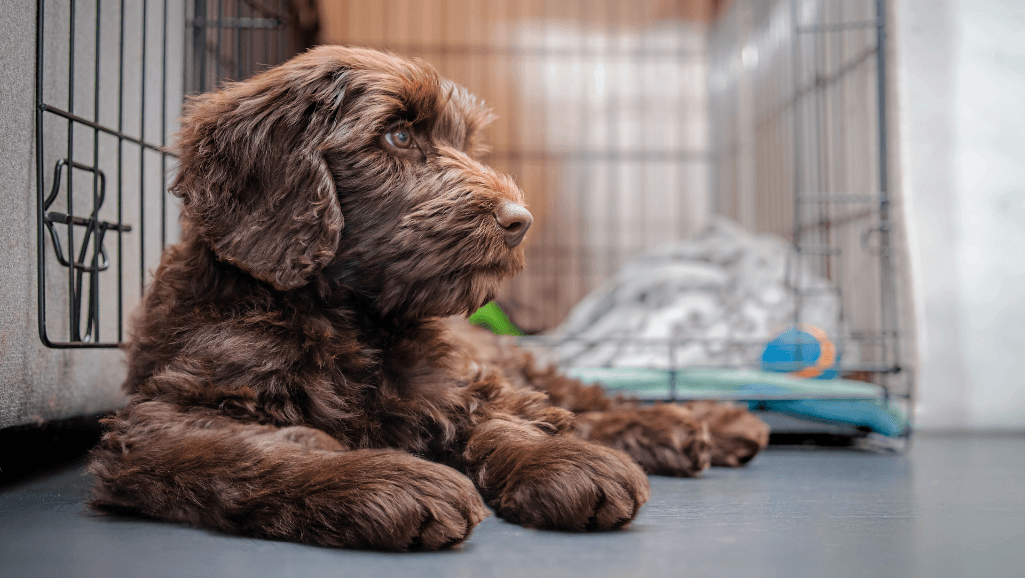 Understanding and Treating Kennel Cough in Dogs 1 Kennel Cough in Dogs