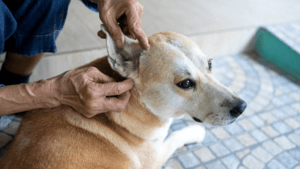 lyme disease in dogs