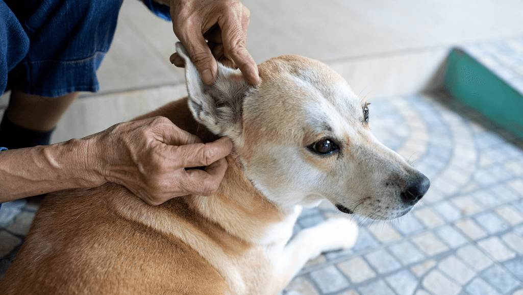 Lyme Disease in Dogs: Symptoms and Prevention 1 lyme disease in dogs