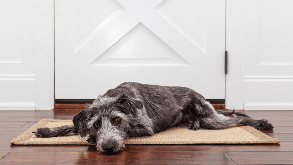 Maintenance for Matting Prevention