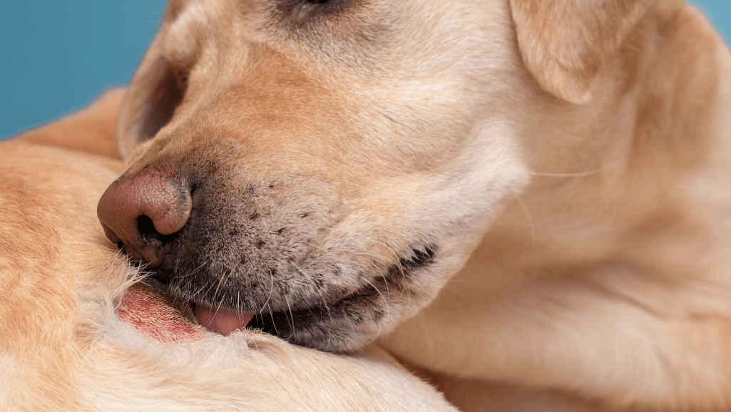Managing Your Dog's Allergies