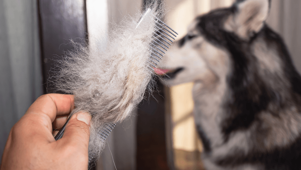 Medical Conditions and Shedding