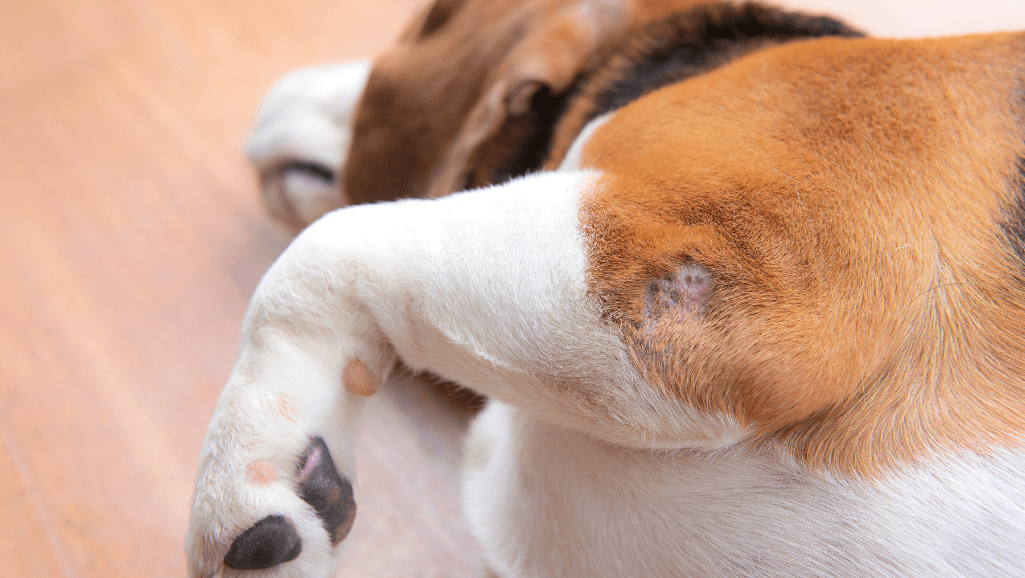 Non-healing wounds or sores in dogs