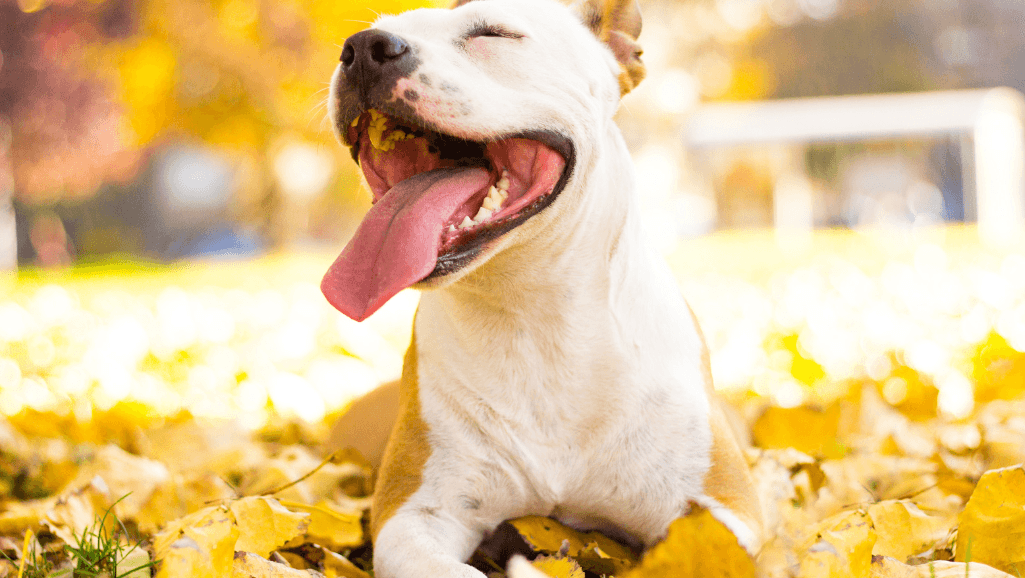 Understanding and Treating Pancreatitis in Dogs 1 Pancreatitis in Dogs