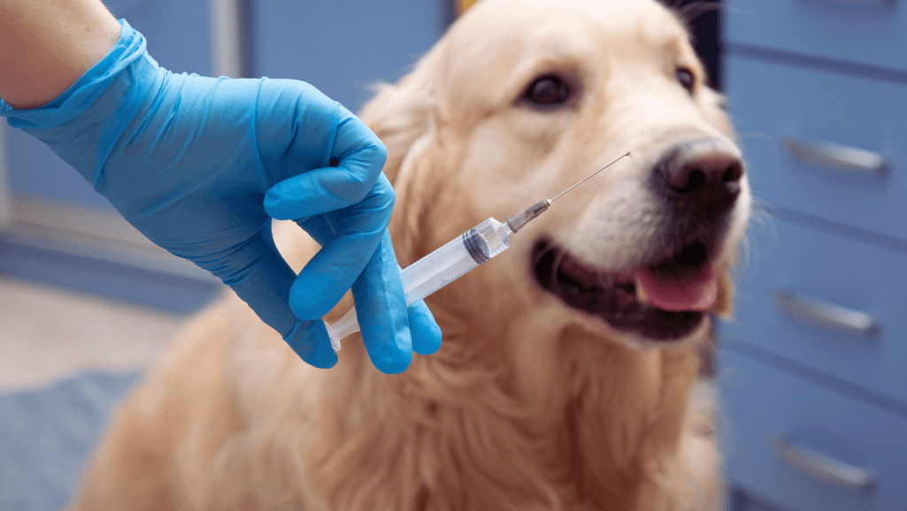 Predisposing factors for UTIs in dogs