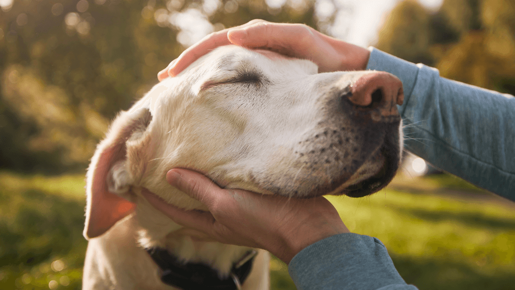 Preventing Heat Stroke in Dogs