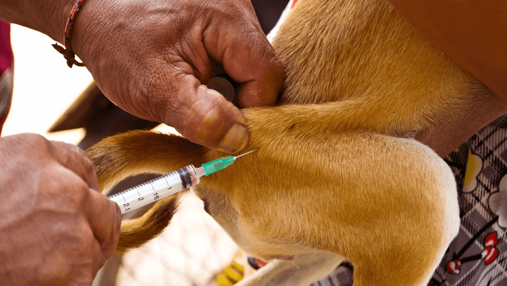 Preventing UTIs in dogs